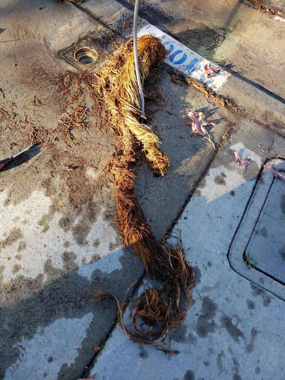 Failed Orangeburg sewer lateral section pulled during an Anaheim drainage service call